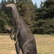 Illustration for article titled Prehistoric humans co-existed with giant wallabies